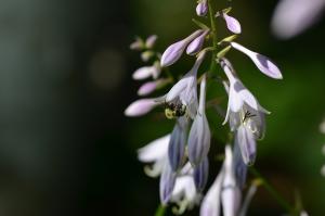 Bee enjoying the Hosta