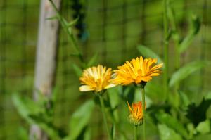 Calendula