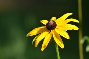Yellow Echinacea