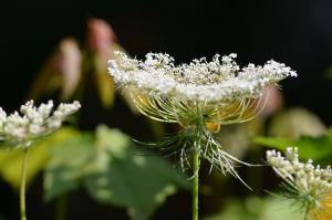 Wild white flowers
