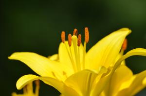 Yellow Lily