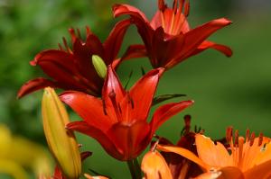 Red & Orange Lilies