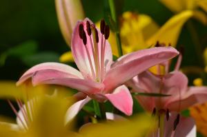 Pink Lily